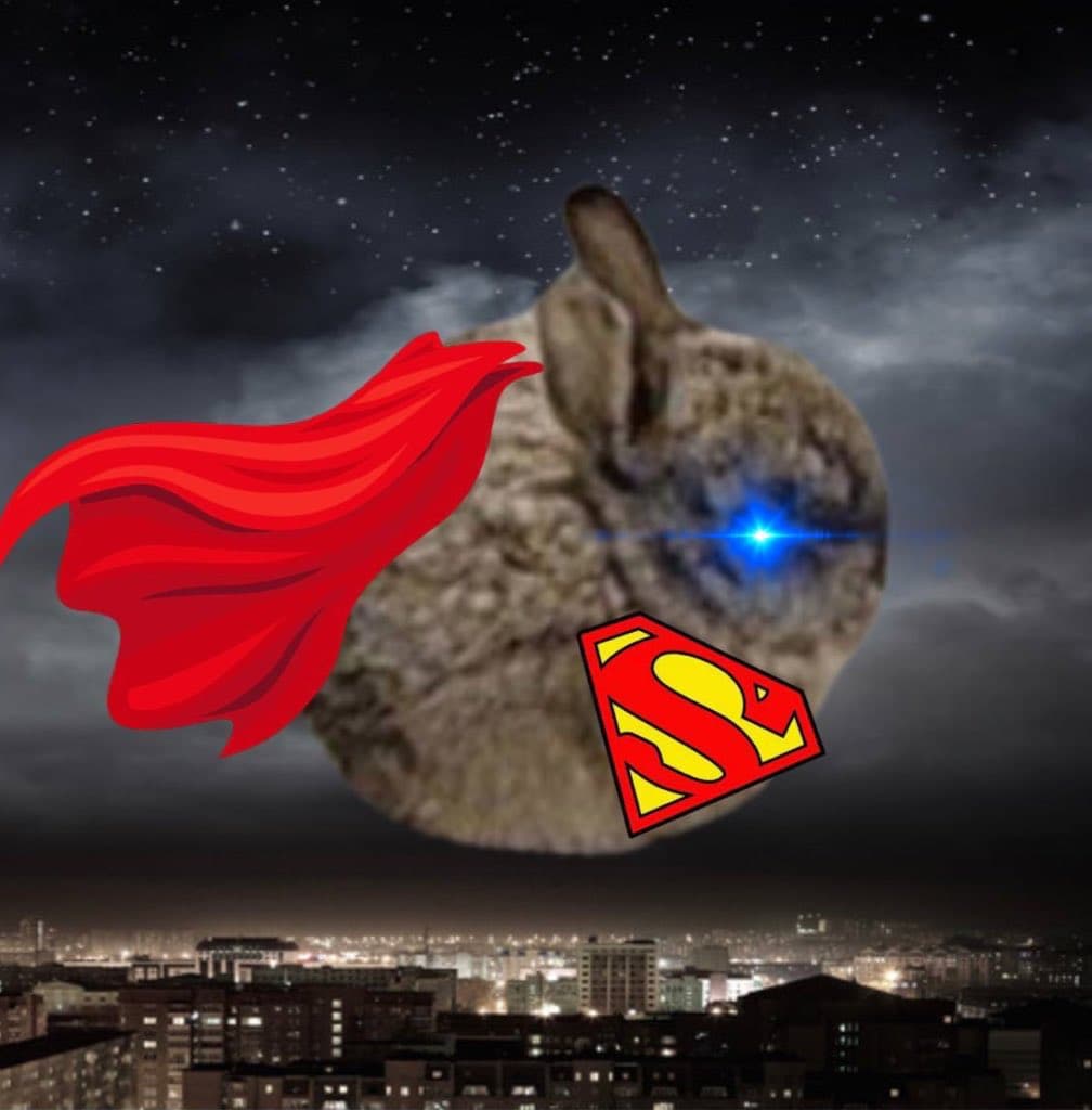 Smol Bun Meme 3