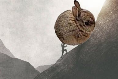 Smol Bun Meme 31