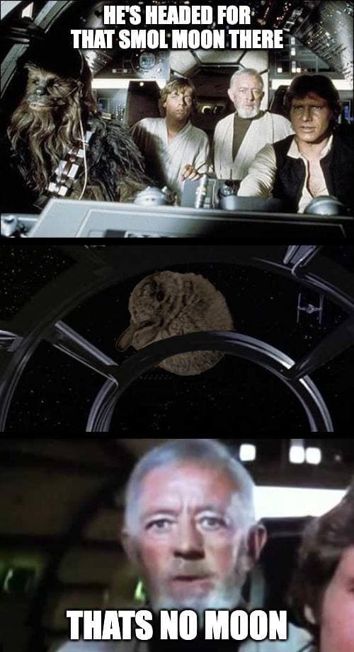 Smol Bun Meme 7