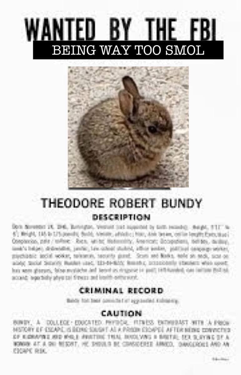 Smol Bun Meme 8